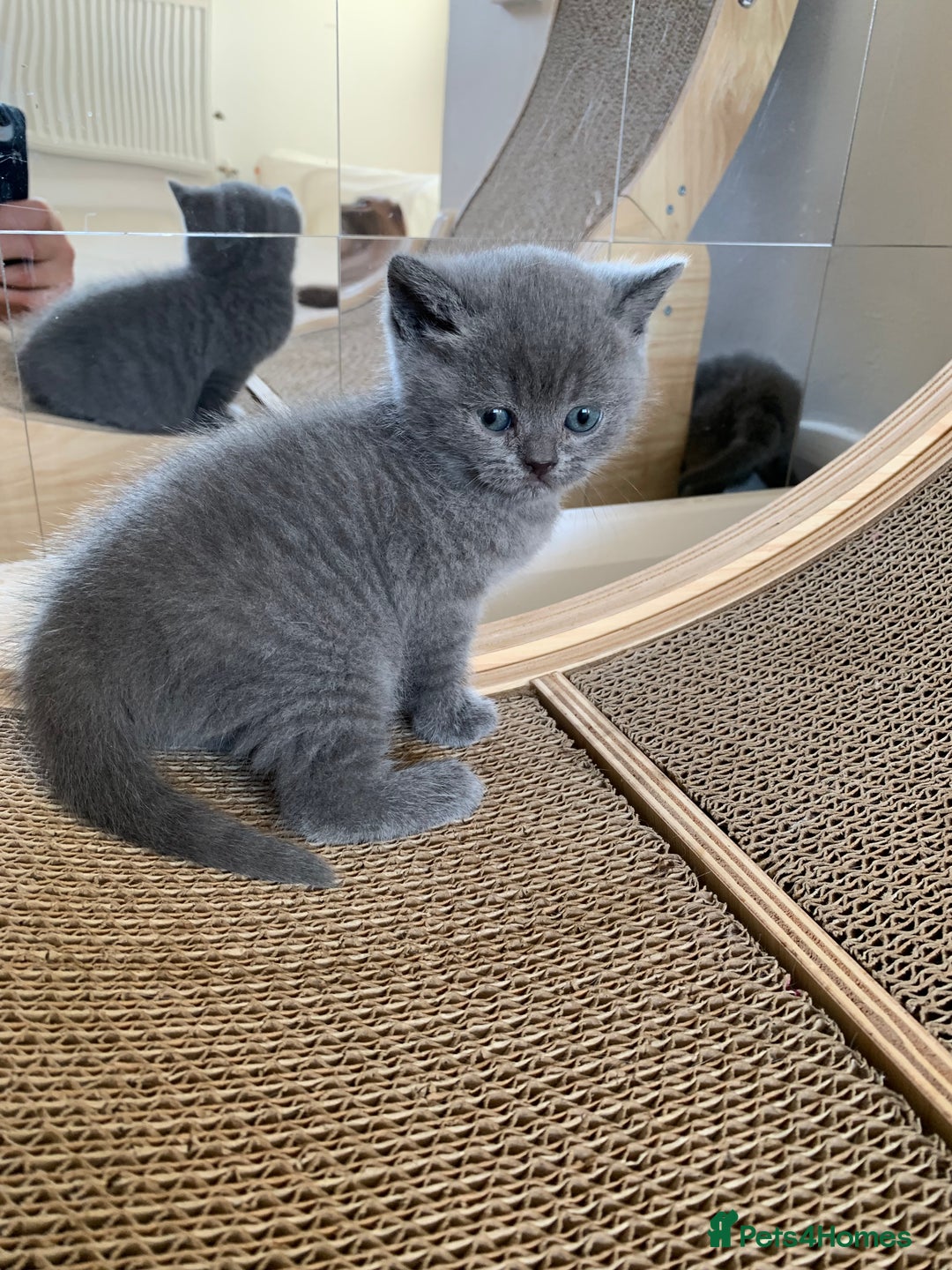 Scottish Fold cats for sale: Scottish Fold x Russian Blue Kittens  - Image 5