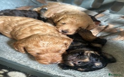 Cavapoo dogs for sale: Beautiful F1b cavapoo puppies - Image 5