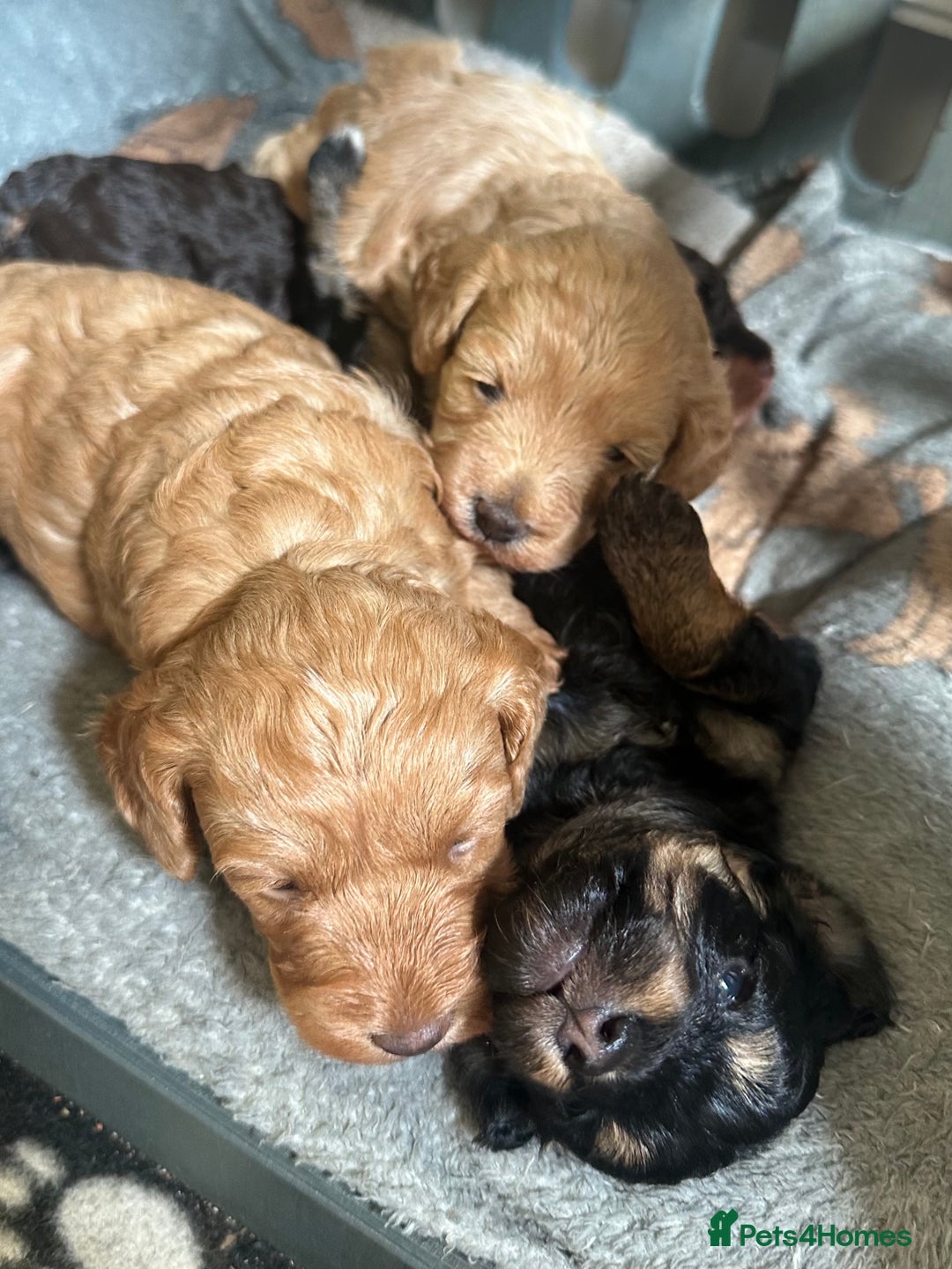 Cavapoo dogs for sale: Beautiful F1b cavapoo puppies - Image 5