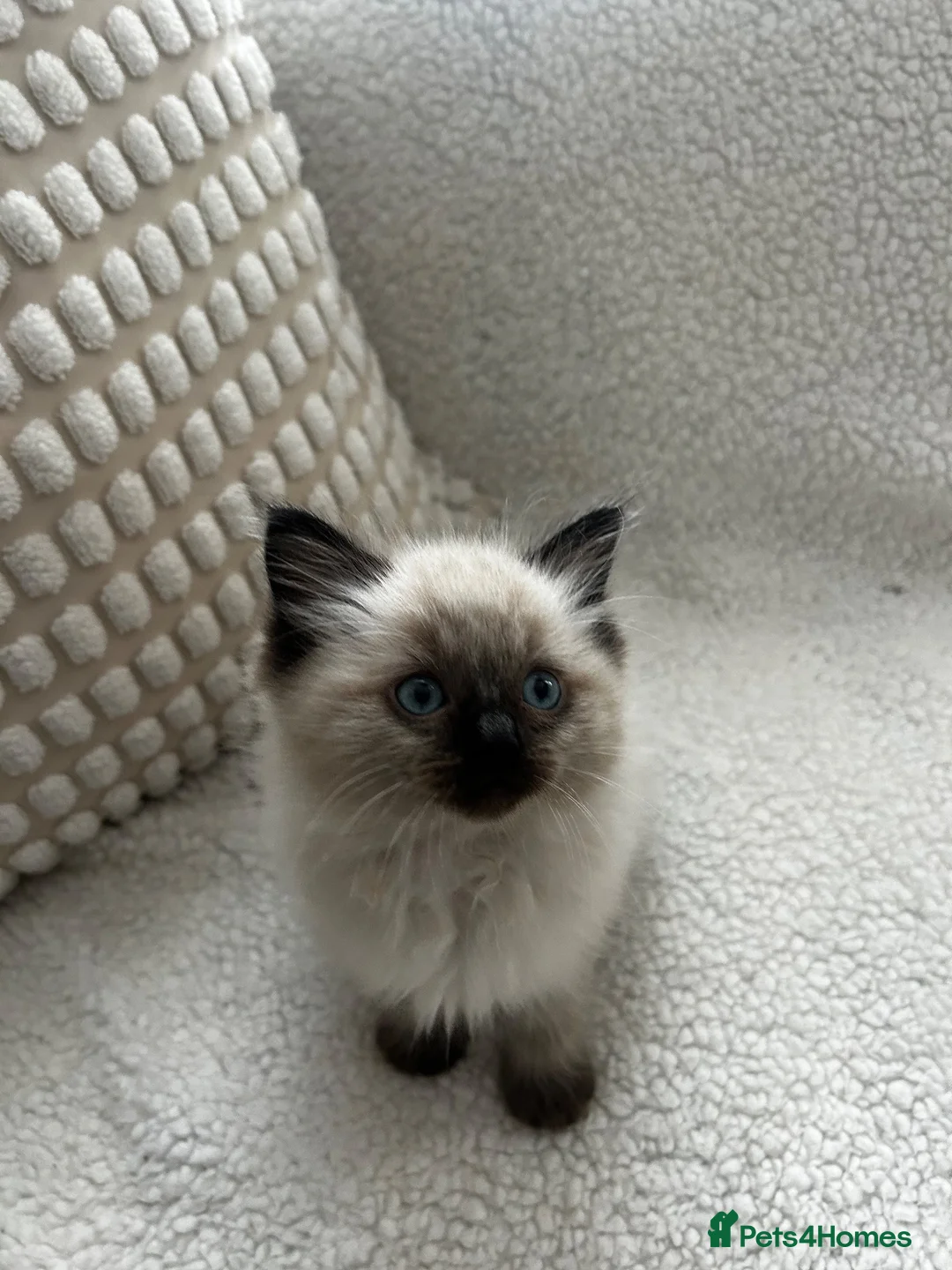 Ragdoll cats for sale: Ragdoll kittens - Advert 2
