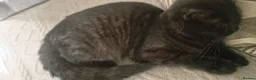 Mixed Breed cats for sale: Free kitten - Advert 4