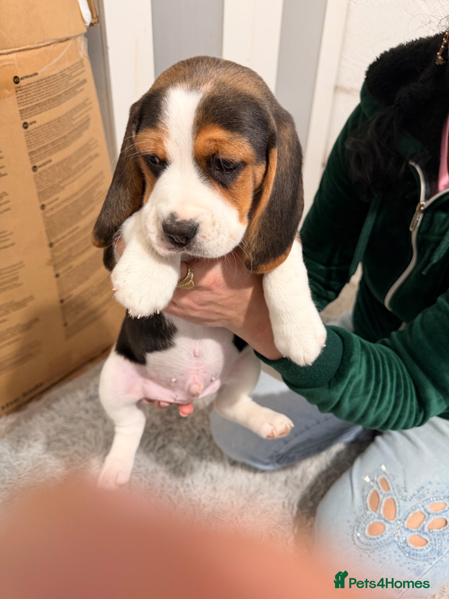 Beagle dogs Beagle - Advert 2