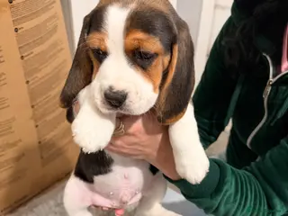 Beagle dogs Beagle - Advert 2