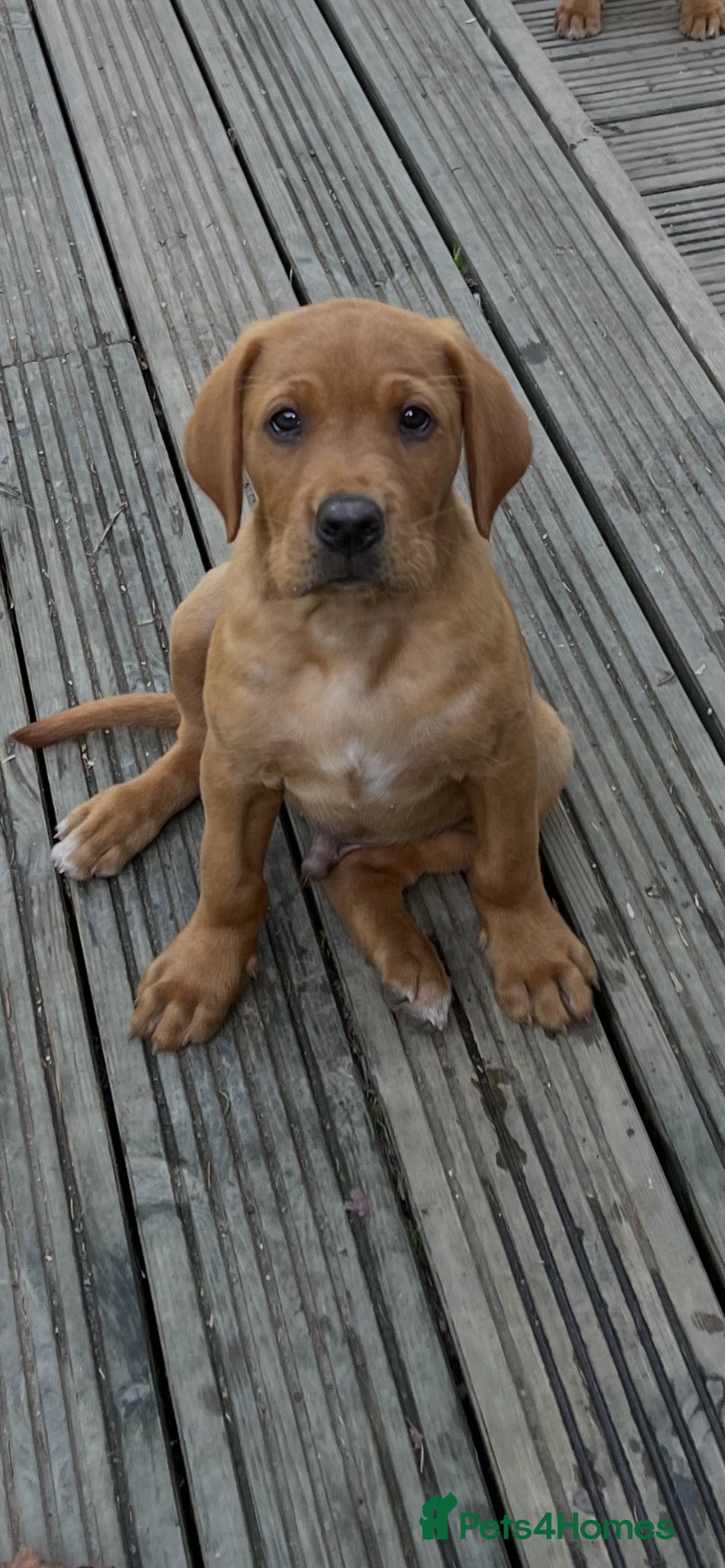 Labrador Retriever dogs Beautiful fox reds - Advert 2