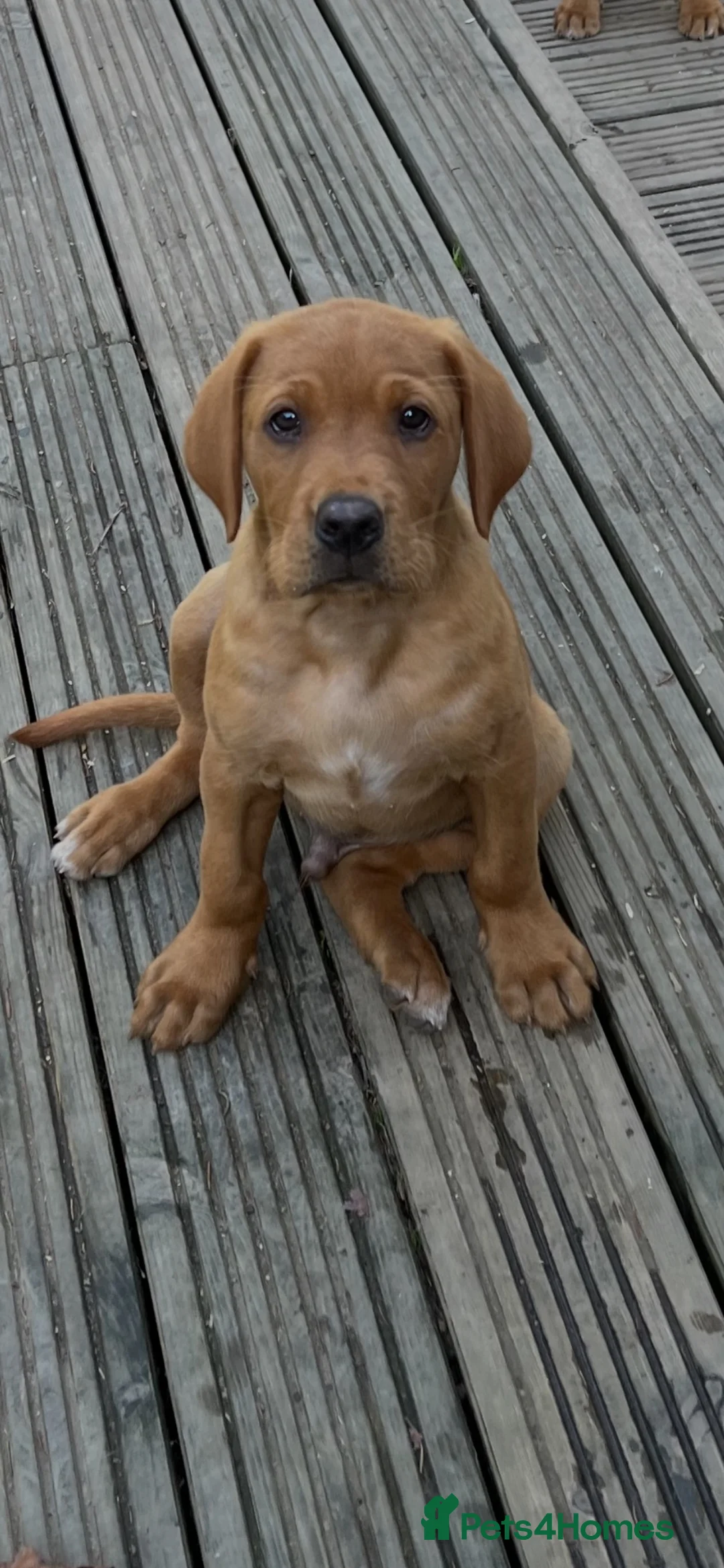 Labrador Retriever dogs for sale: Beautiful fox reds - Advert 1