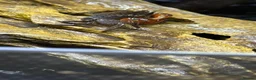 Crabs fish for sale: RedClaw Crab & Complete Fluval Flex Aquarium Setup in Bicester - Advert 4