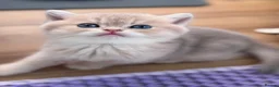 Scottish Fold cats for sale: Exceptional Blue Golden Scottish Fold & Straight🐱 - Advert 7