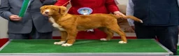 Nova Scotia Duck Tolling Retriever dogs for sale: Beautiful kc reg Nova Scotia puppies  - Advert 6