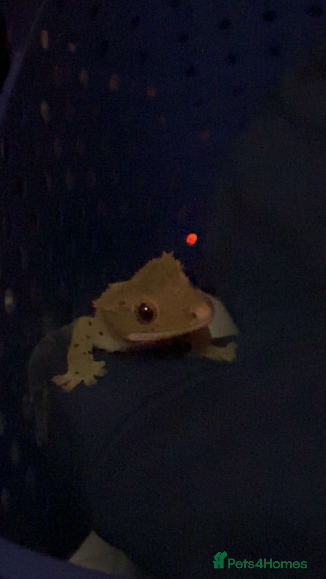 Gecko reptiles for sale: crested gecko full set up male and female  - Advert 4