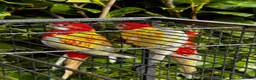 Parrots birds for sale: Rubino Rosella for sale, complete pair in Walsall - Advert 2