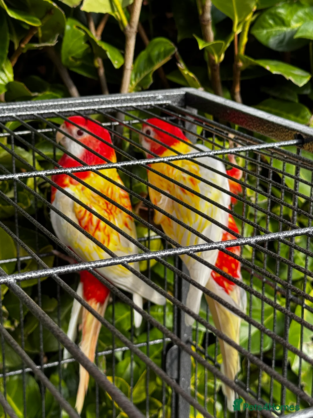 Parrots birds for sale: Rubino Rosella for sale, complete pair in Walsall - Advert 2