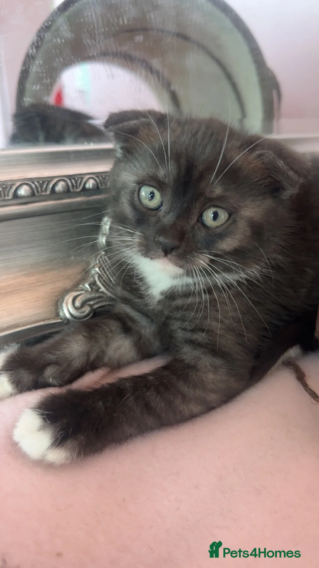 Scottish Fold cats for sale: Scottish fold/straight in Morecambe - Advert 1