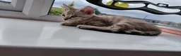 Bengal cats for sale: Pure Bengal kittens for sale - Advert 33