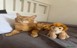 Domestic Shorthair cats for sale: Ginger Boy Lion  - Image 1