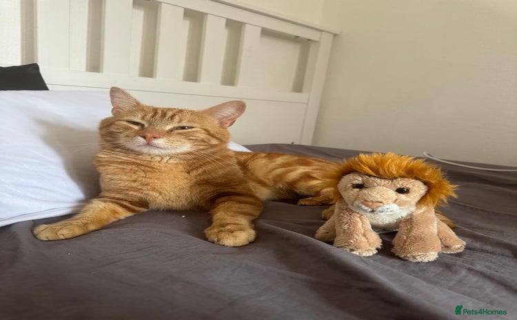 Domestic Shorthair cats - Advert 7