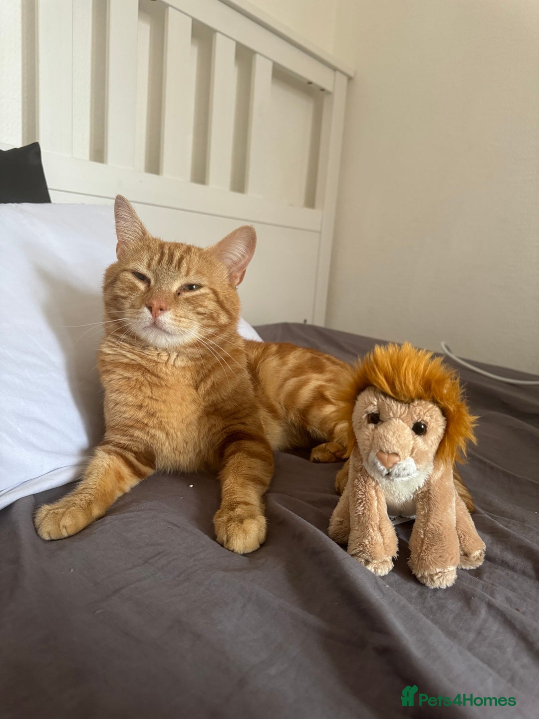 Domestic Shorthair cats for sale: Ginger Boy Lion  - Image 1