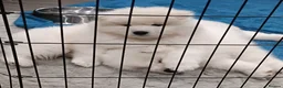 Samoyed dogs for sale: cbcxvcvz Healthy top Samoyed pups to go in Halesowen - Advert 3