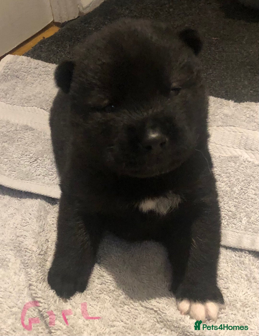Akita dogs for sale: 7 bear faced American Akitas puppies  - Advert 24