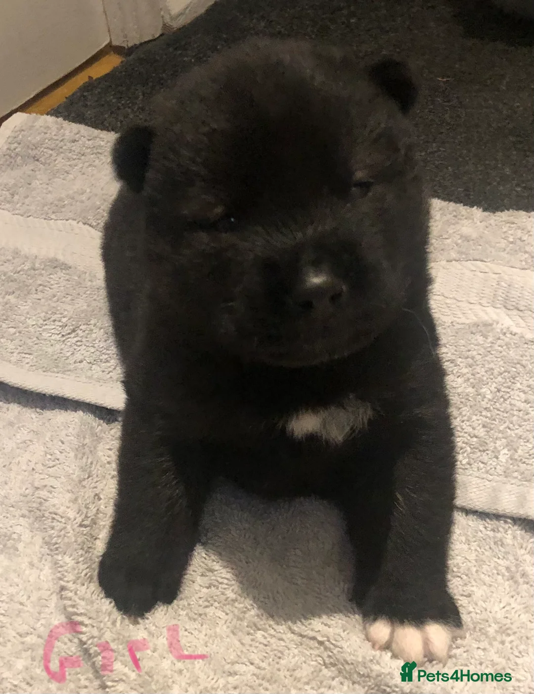 Akita dogs for sale: 7 bear faced American Akitas puppies  - Advert 25