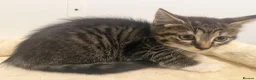 Mixed Breed cats for sale: Tabby kitten  - Advert 2