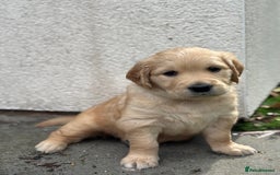 Golden Retriever dogs for sale: Gorgeous Golden Retriever Puppies - Image 20