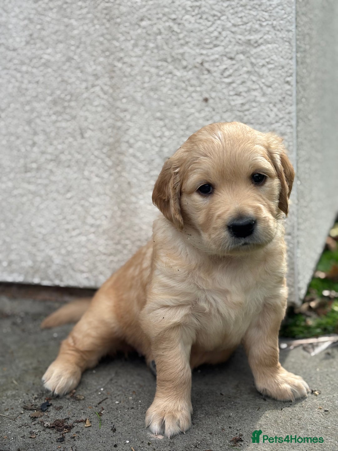Golden Retriever dogs for sale: Gorgeous Golden Retriever Puppies - Image 20