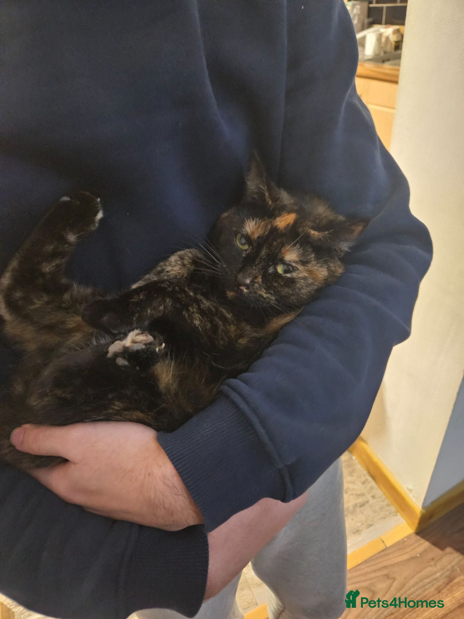 Mixed Breed cats CHONKY IN NEED OF A GOOD HOME - Advert 2