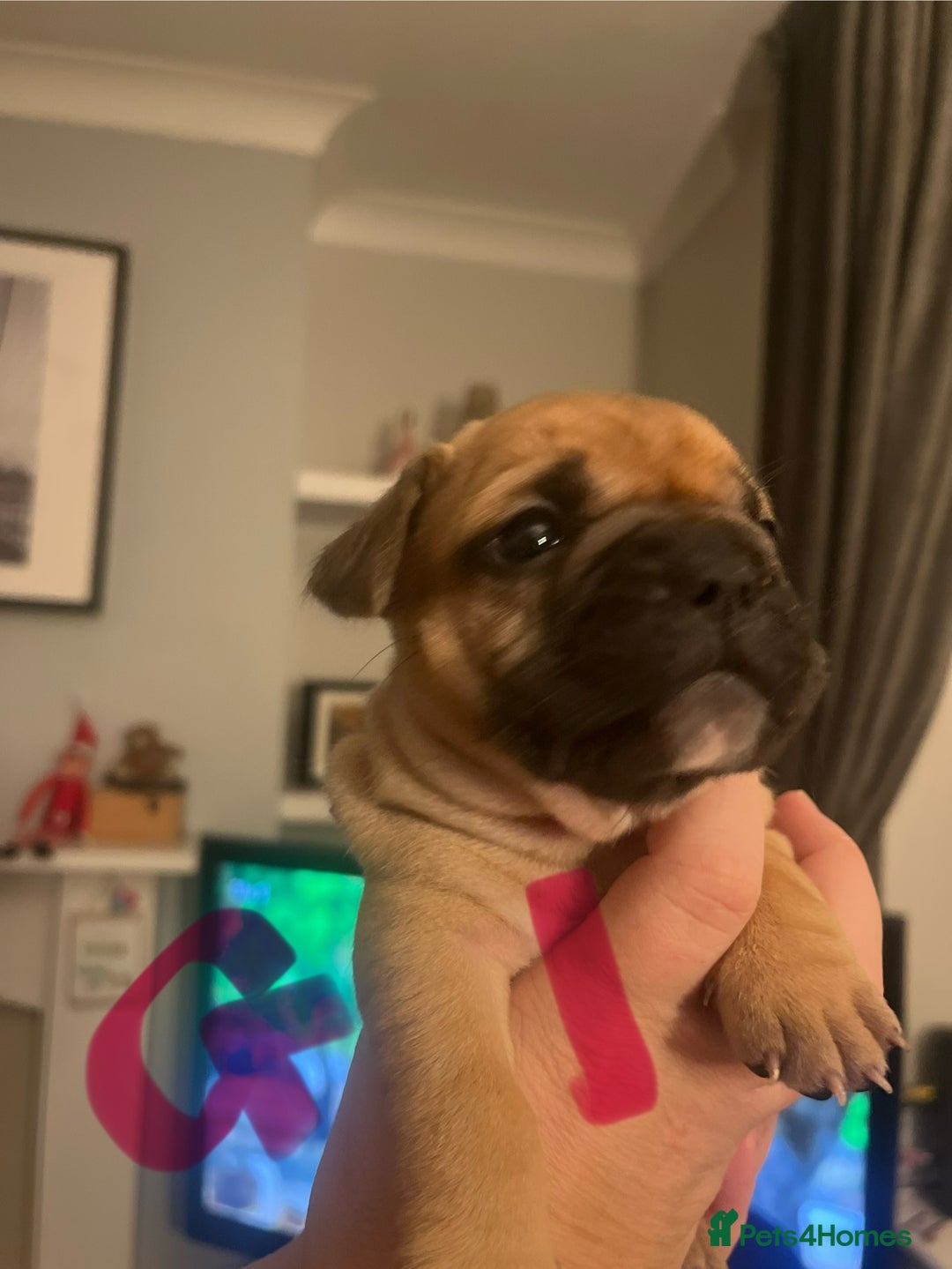 French Bulldog dogs for sale: Beautiful French bulldog puppies  - Advert 9