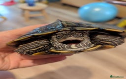 Turtle reptiles for sale: Mississippi Map Turtle - Image 3