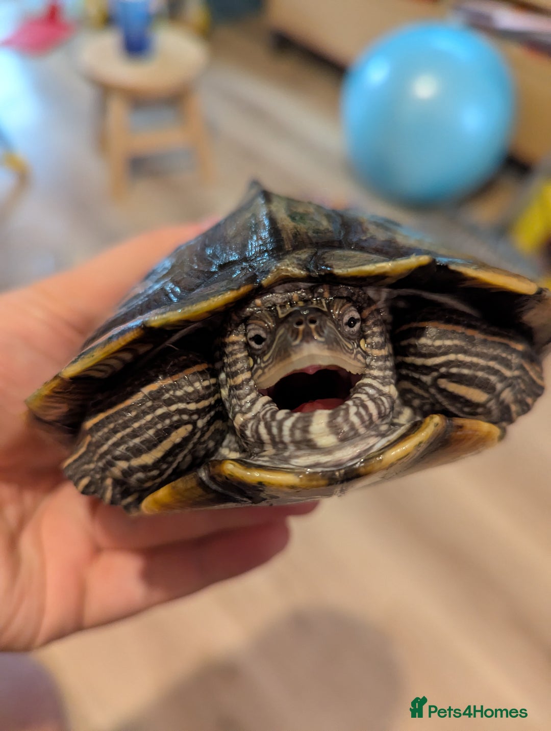 Turtle reptiles for sale: Mississippi Map Turtle - Image 3