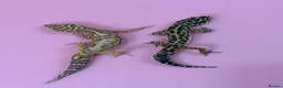 Leopard Gecko reptiles for sale: X2 Female Leopard Gecko's - Advert 1
