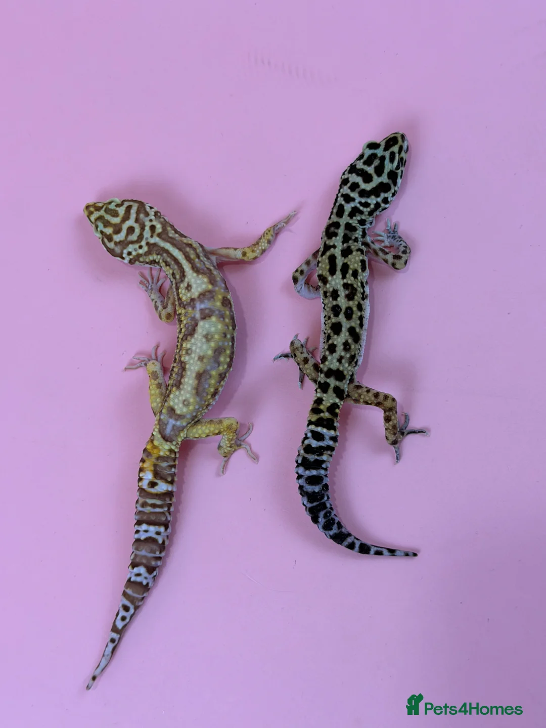 Leopard Gecko reptiles for sale: X2 Female Leopard Gecko's - Advert 1