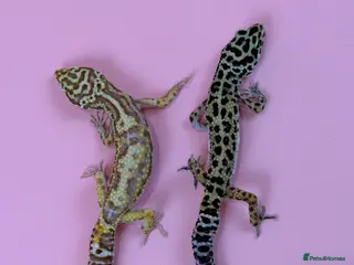 Leopard Gecko reptiles X2 Female Leopard Gecko's - Advert 12