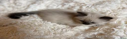 Ragdoll cats for sale: Beautiful Ragdoll Kittens for sale (REDUCED) - Advert 17