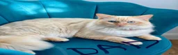 Mixed Breed cats for sale: LAST 2 ❤️LONG HAIRED HALF-RAGDOLL kittens ❤️ - Advert 11