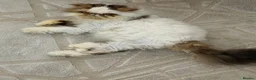 Persian cats for sale: Persian  - Advert 2