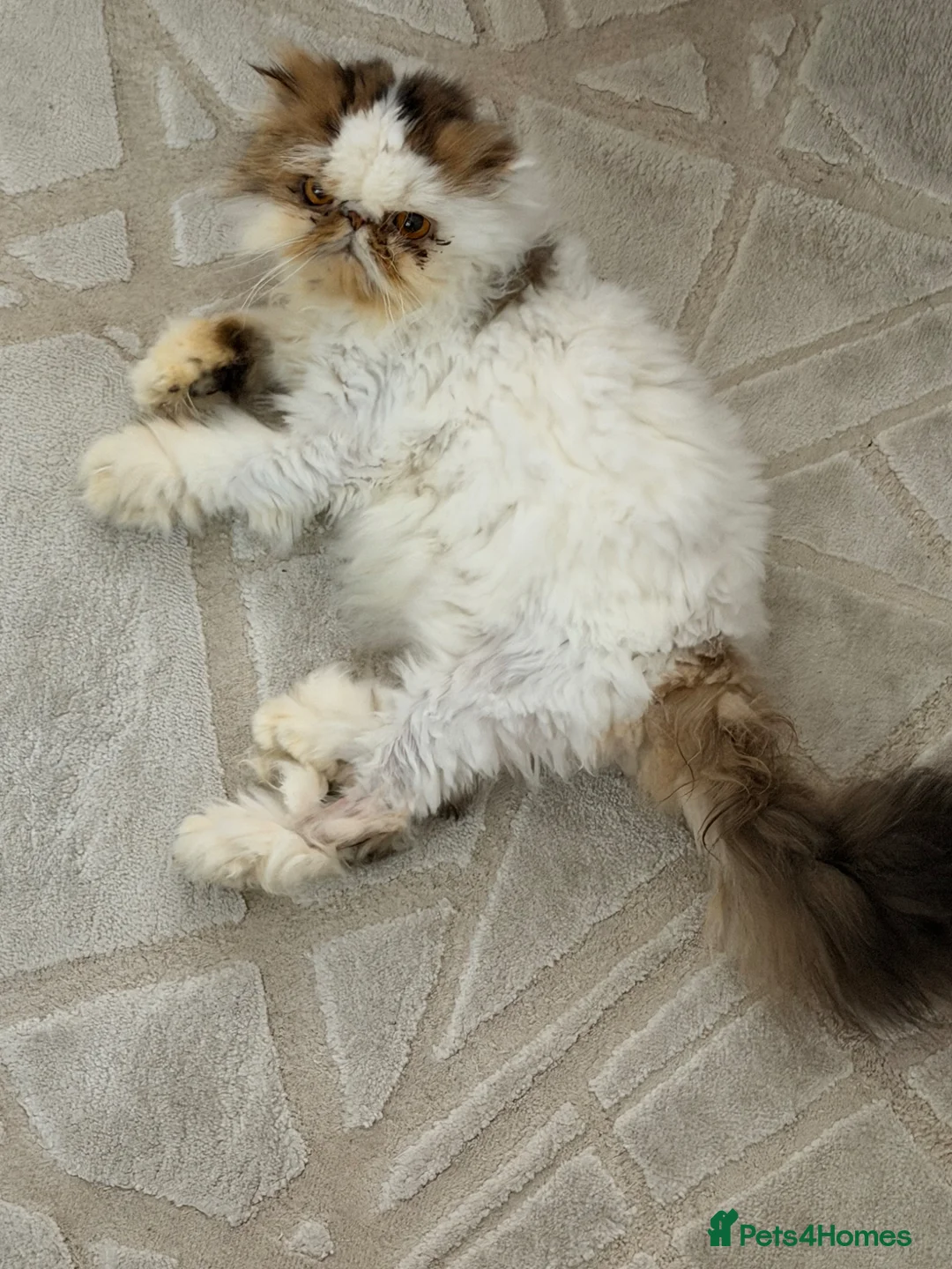 Persian cats for sale: Persian  - Advert 2
