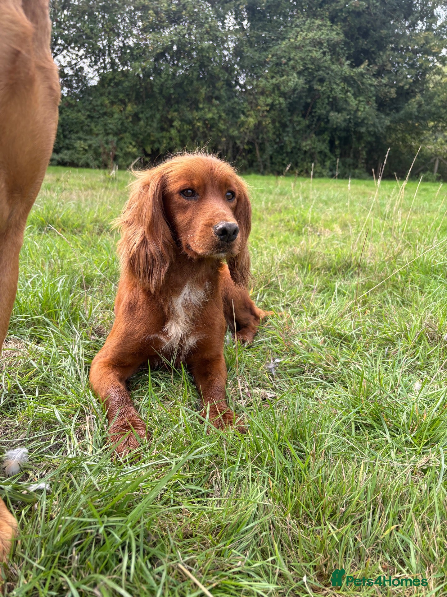 Cocker Spaniel dogs Fully health tested KCdark red working cocker stud - Advert 1