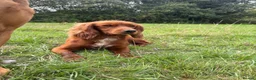Cocker Spaniel dogs for stud: Fully health tested KCdark red working cocker stud - Advert 1