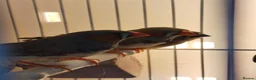 Finches birds for sale: Zebra finches  - Advert 7