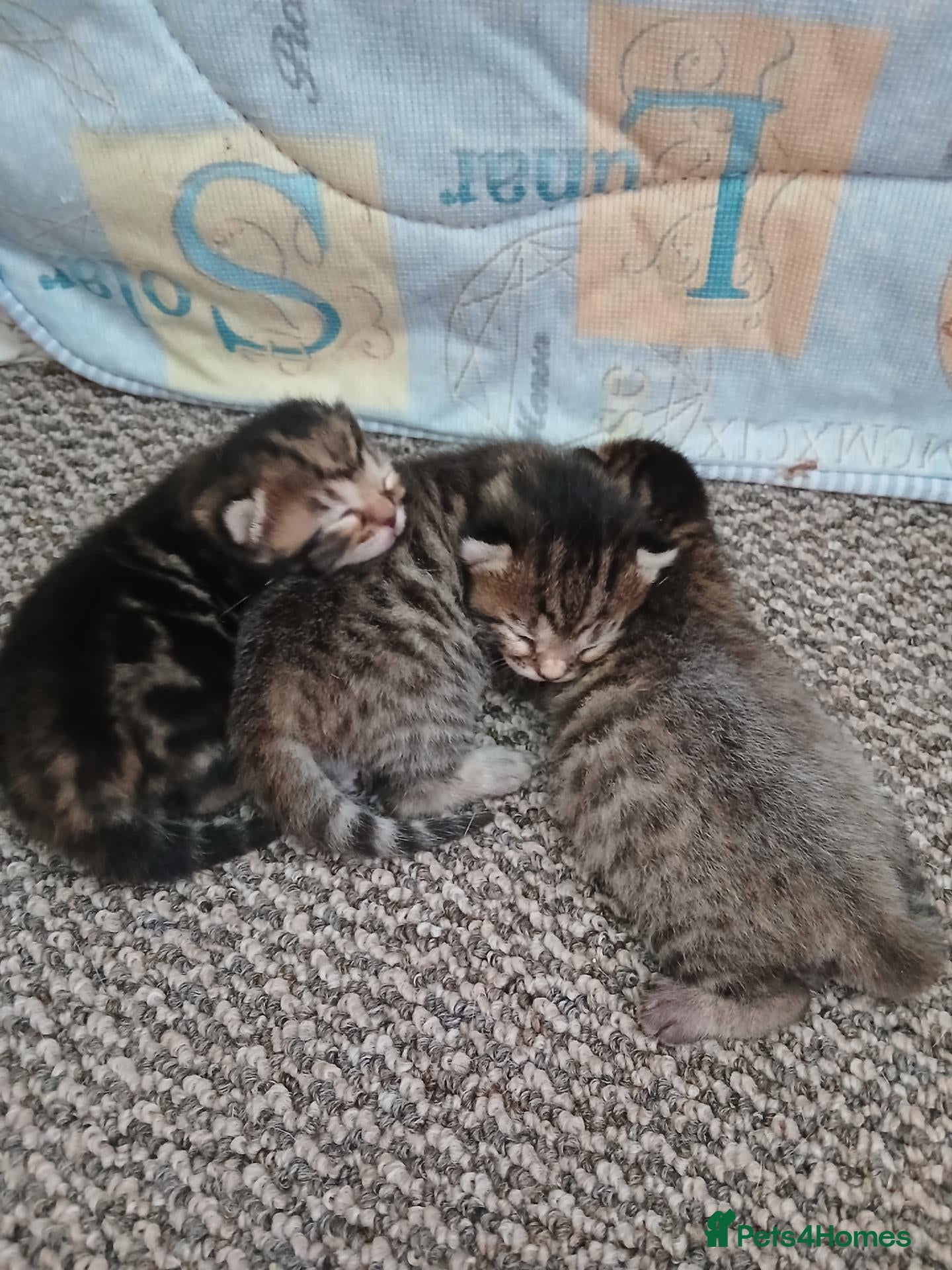 Mixed Breed cats Bengal cross kittens - Advert 2