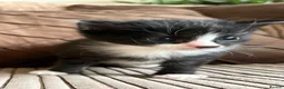 Mixed Breed cats for sale: Beautiful Kittens for forever homes  - Advert 3