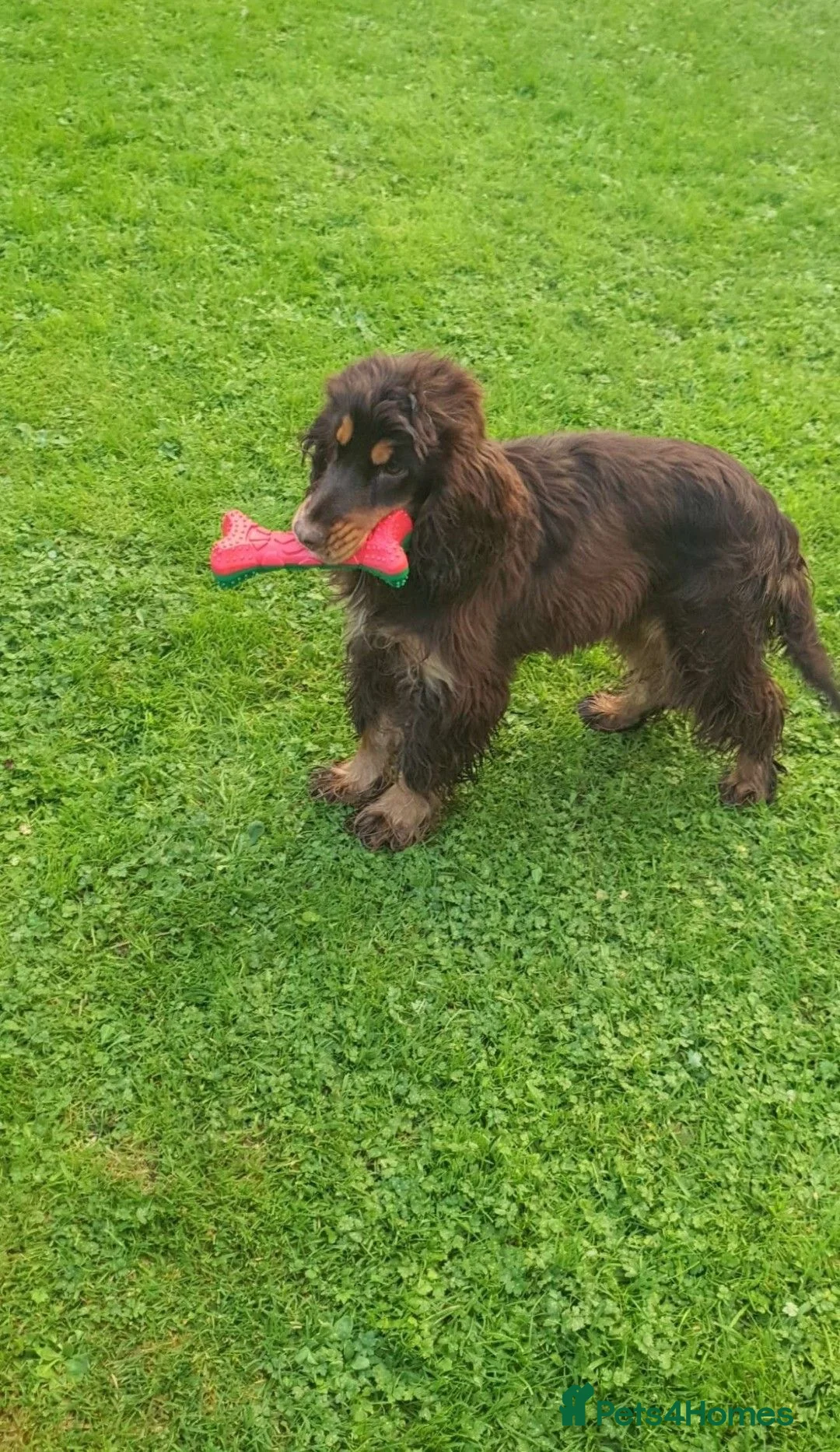 Cocker Spaniel dogs for sale: 2 year old beautiful Violet  - Advert 4