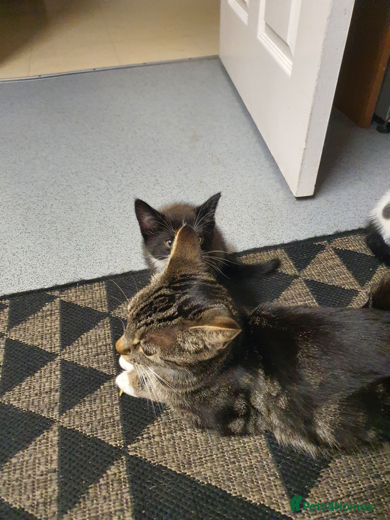 Domestic Shorthair cats 5 Kittens for sale - Advert 1