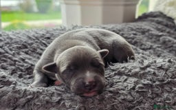 Whippet dogs for sale: 6 Gorgeous KC Reg Whippet Girls - Image 4