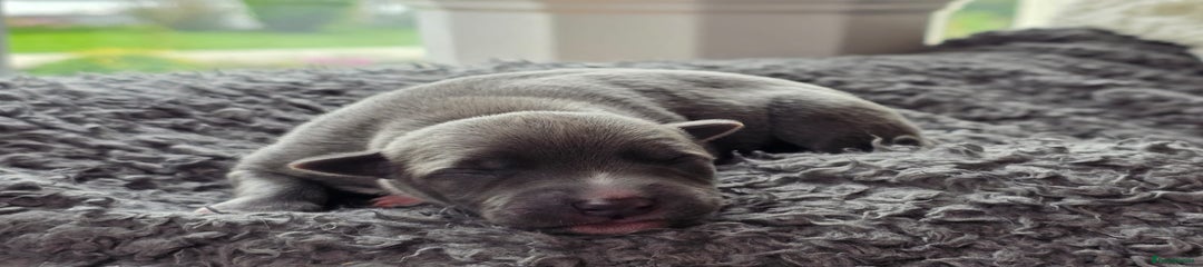 Whippet Puppy 3