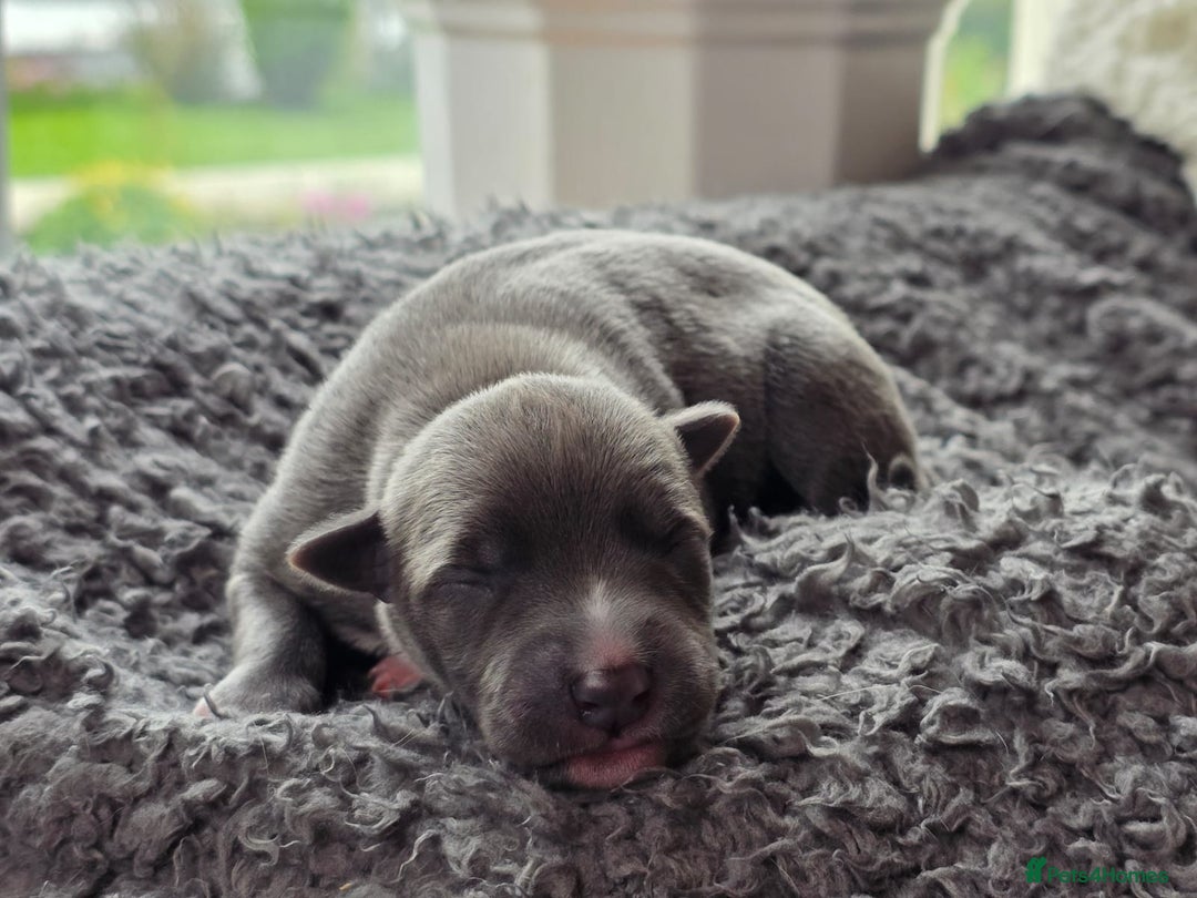 Whippet dogs for sale: 6 Gorgeous KC Reg Whippet Girls - Image 4