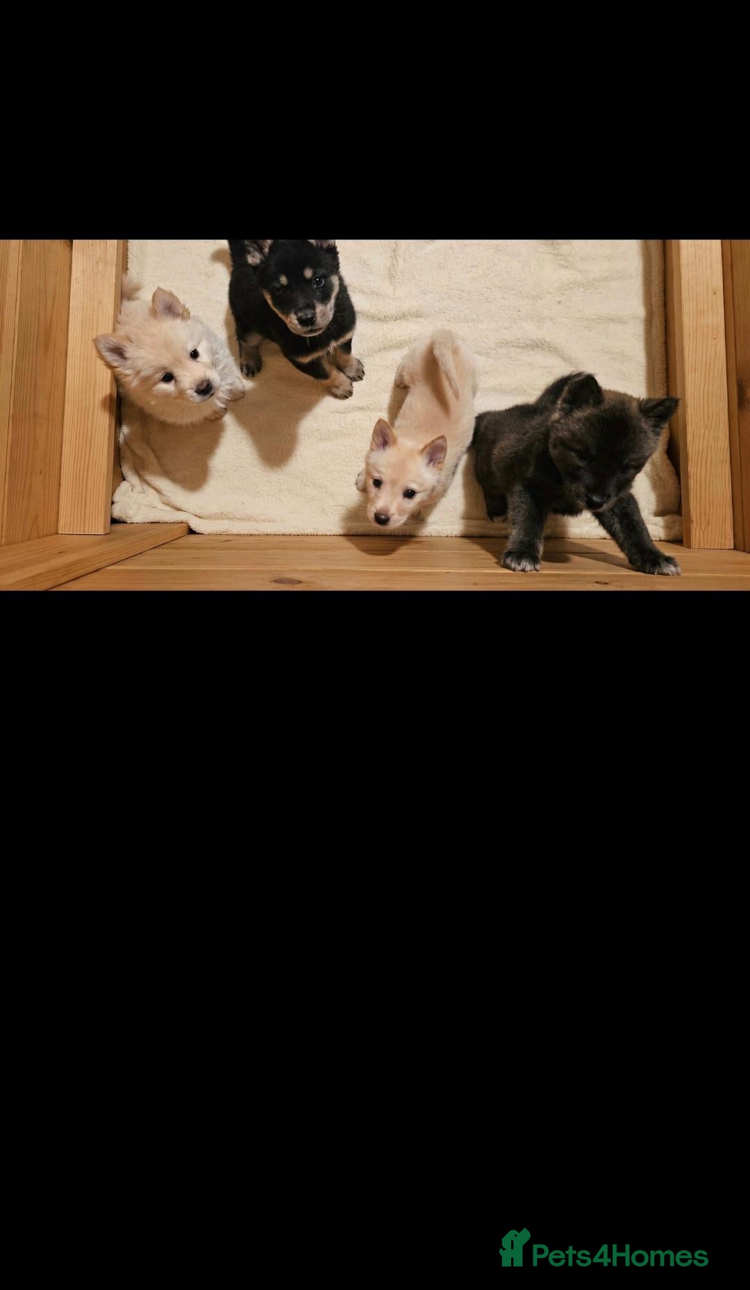 Mixed Breed dogs 5 adorable female chowskis  - Advert 1