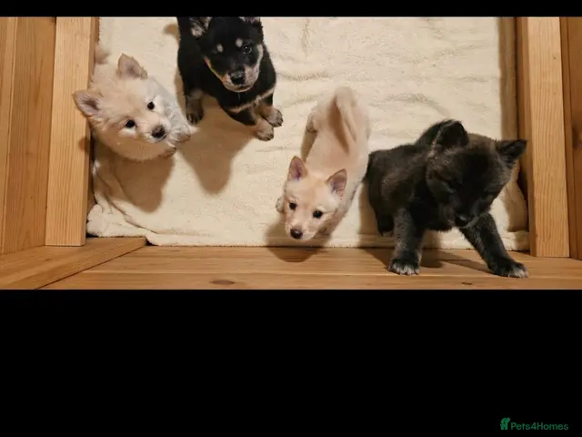 Mixed Breed dogs 5 adorable female chowskis - Advert 1
