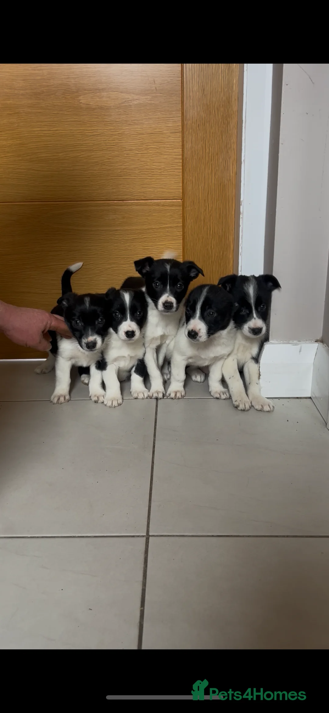 Mixed Breed dogs for sale: Miniature border collie  - Advert 1